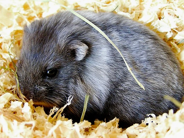 Campbell's Dwarf Hamster