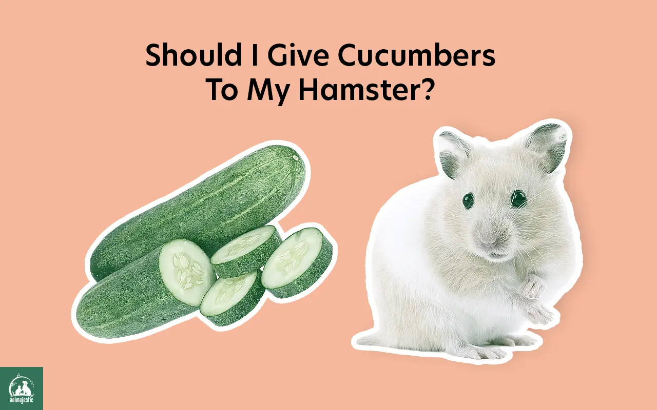 Should I Give Cucumbers To My Hamster?