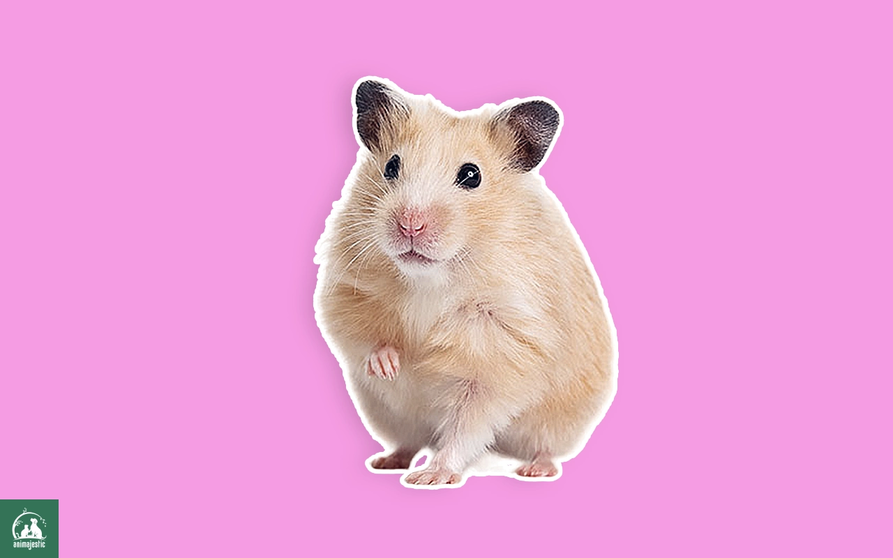 Do Hamsters Like Being Petted?
