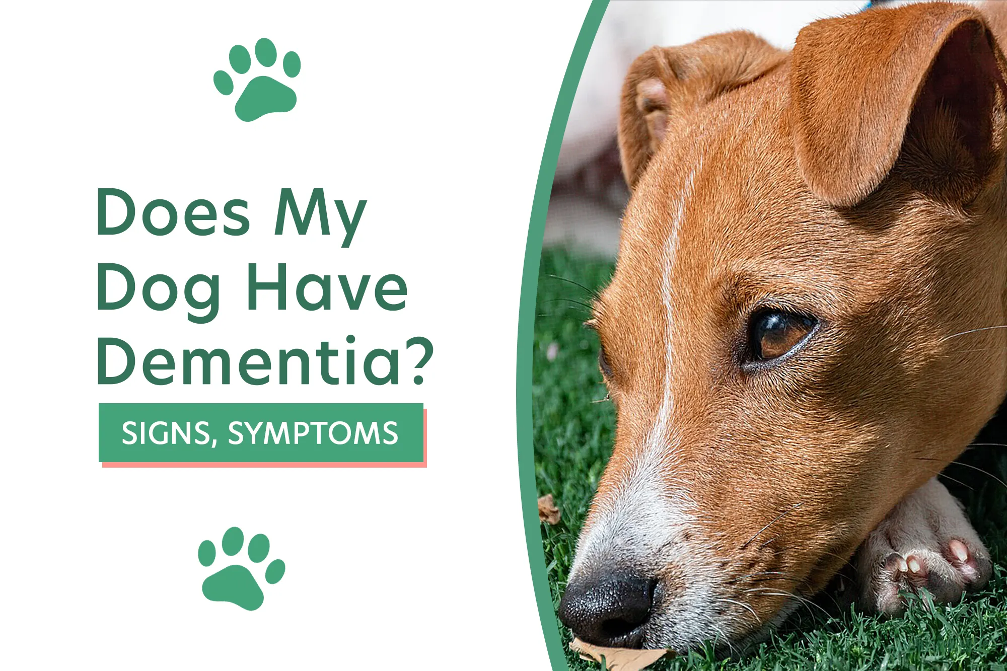 Does My Dog Have Dementia? Signs & Symptoms