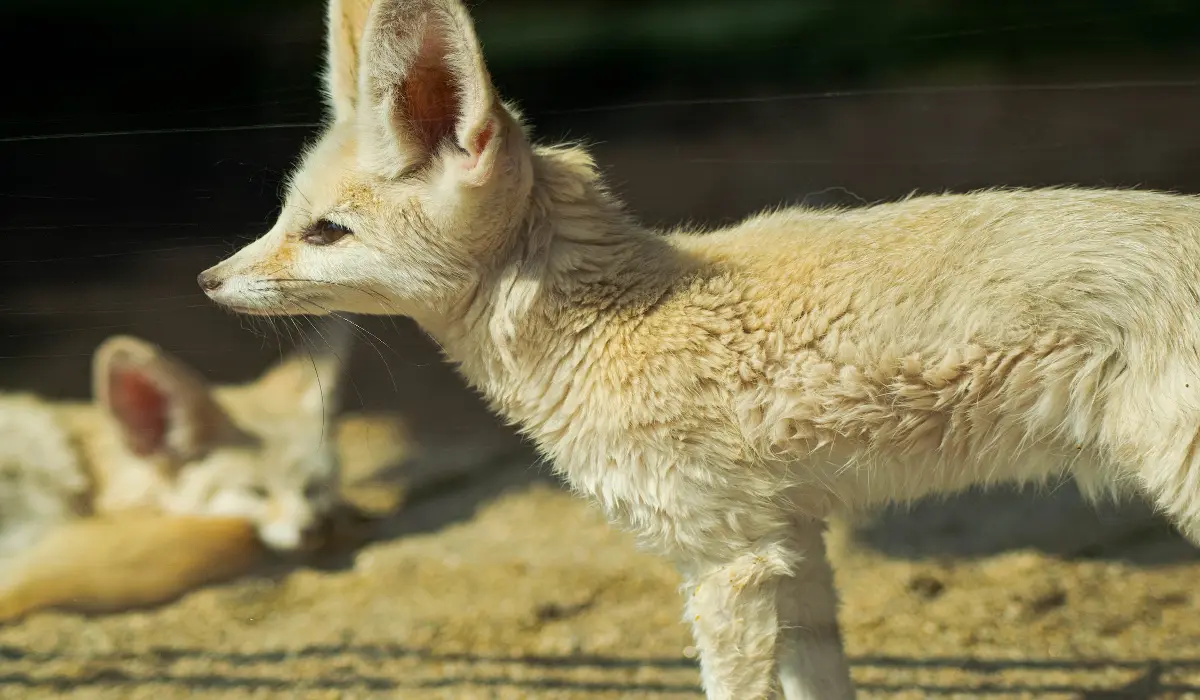 Are Fennec Foxes Friendly