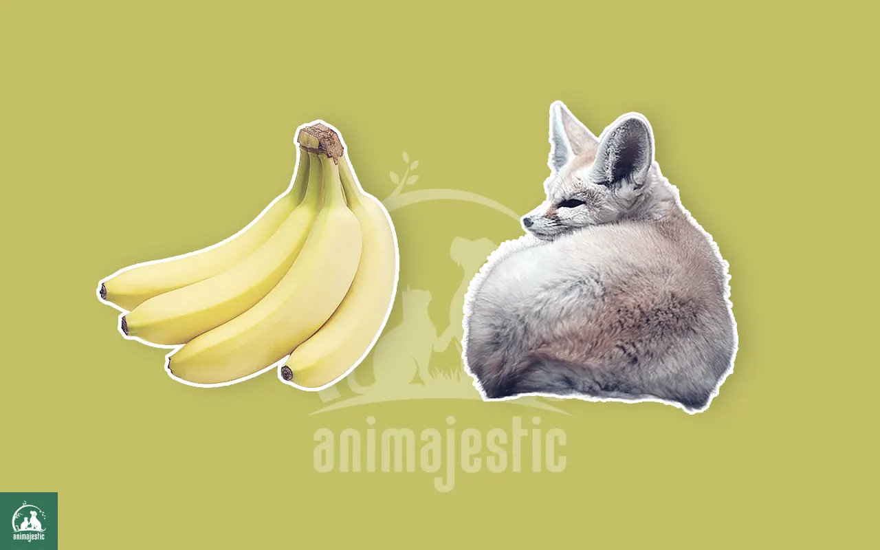 Can Fennec Foxes Eat Bananas?