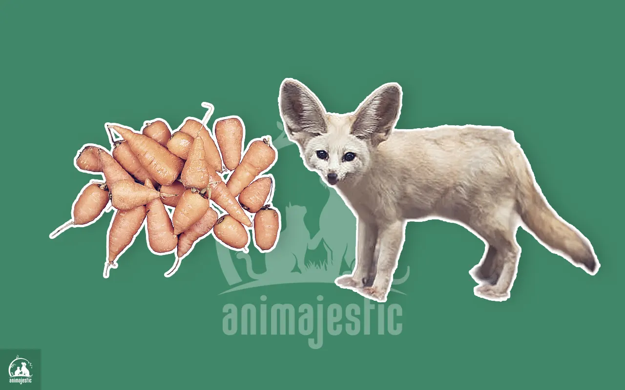 Can Fennec Fox Eat Carrots