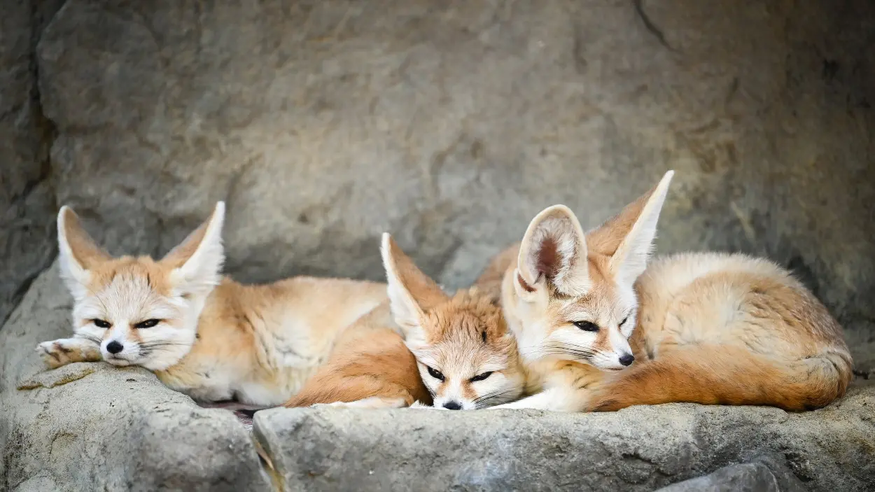 Fennec Fox , Fennec Fox Grooming and Hygiene