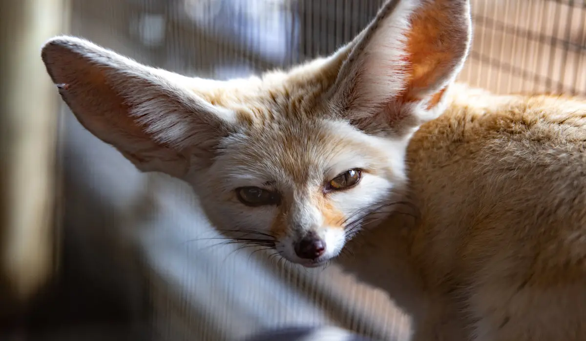 How Long Does Fennec Fox Live? Insects Fennec Foxes Eat
