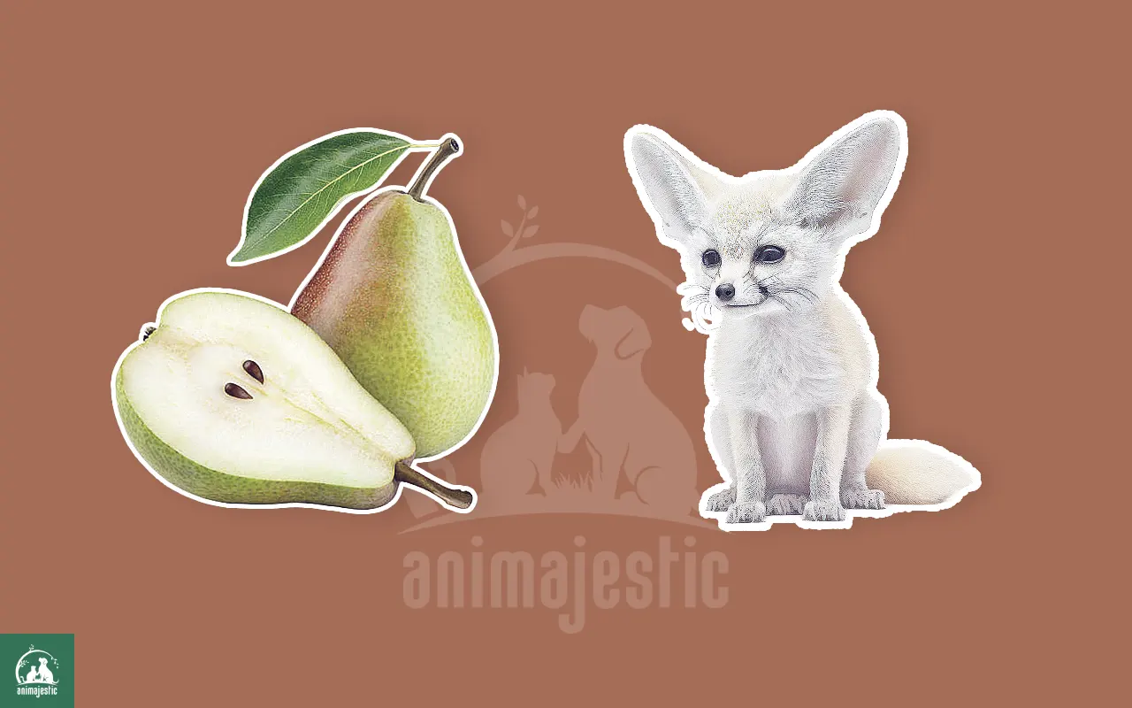 Fennec Foxes Eat Pears