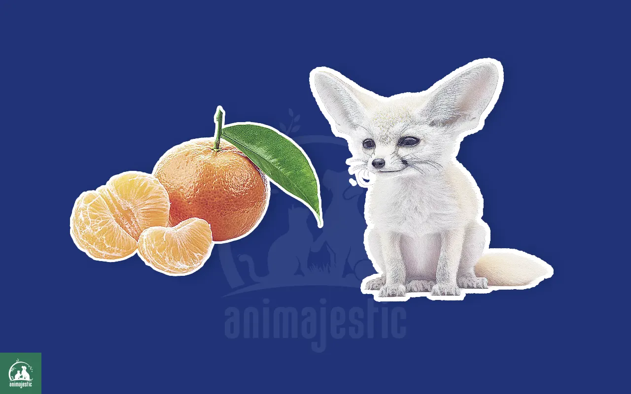 Can Fennec Foxes Eat Mandarins
