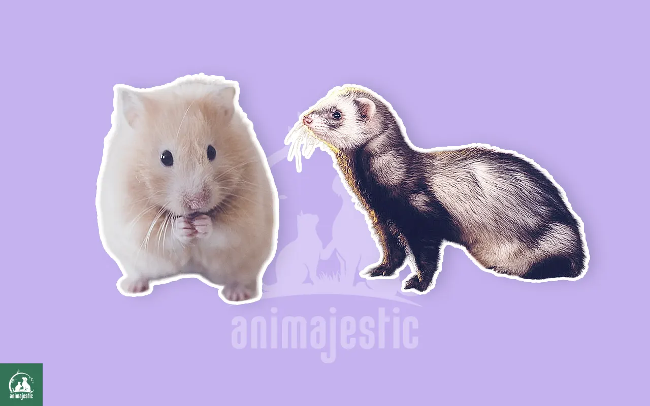 Ferrets and Hamsters Get Along