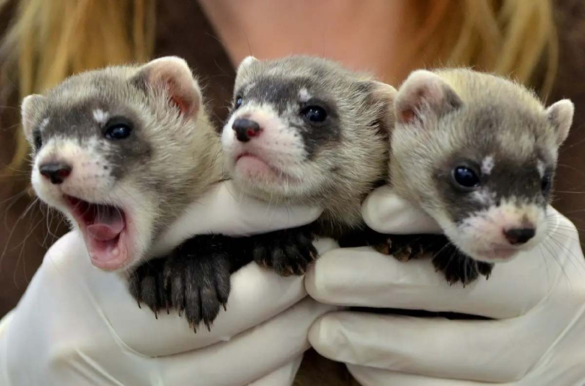 Fear and Phobias in Ferrets