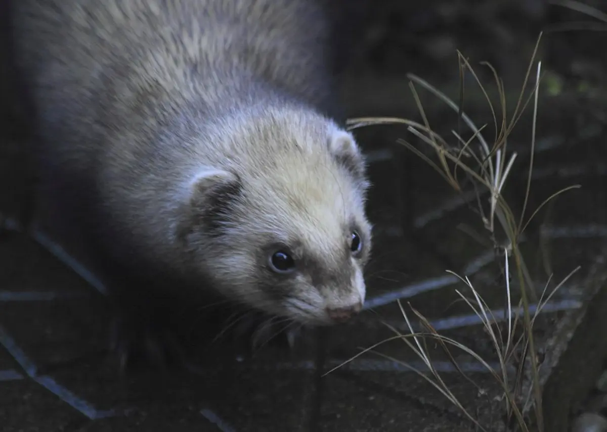 Fear and Phobias in Ferrets