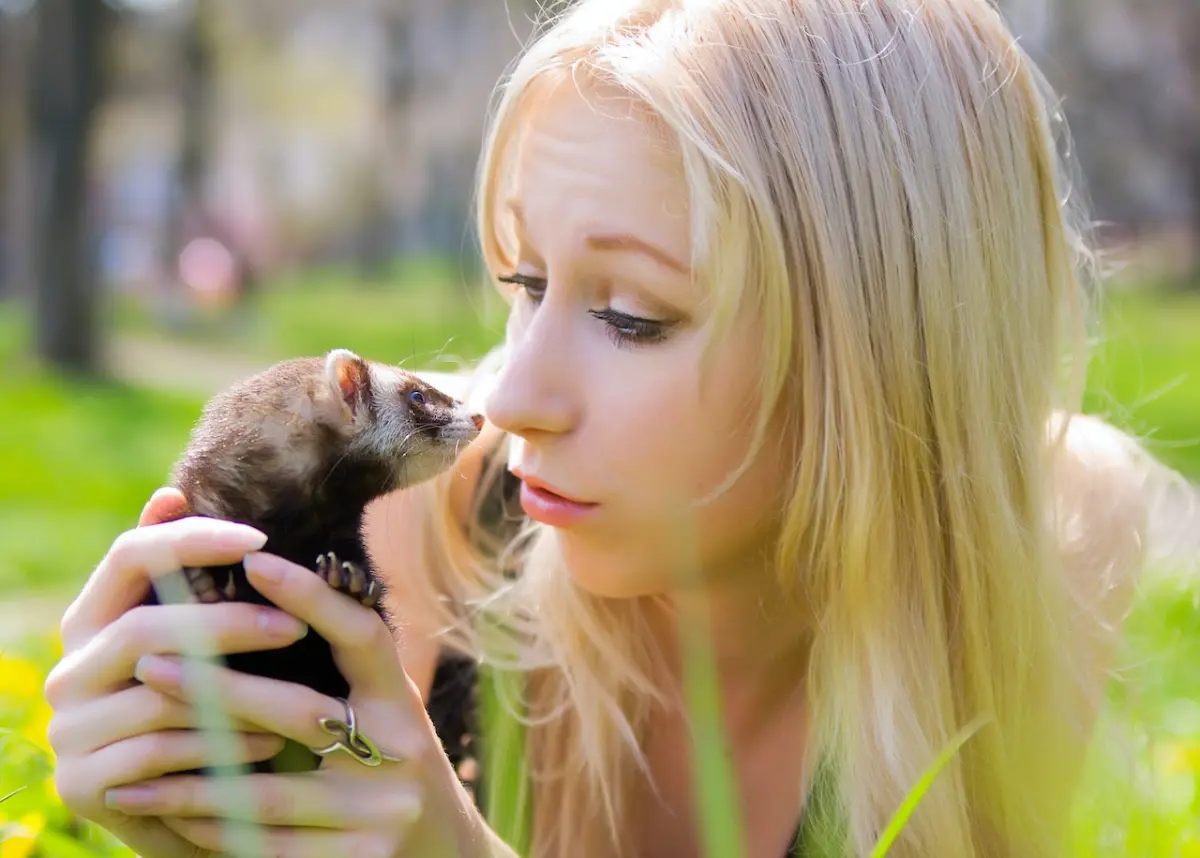 Adopting a ferret, Are Ferrets Hypoallergenic, Ferrets