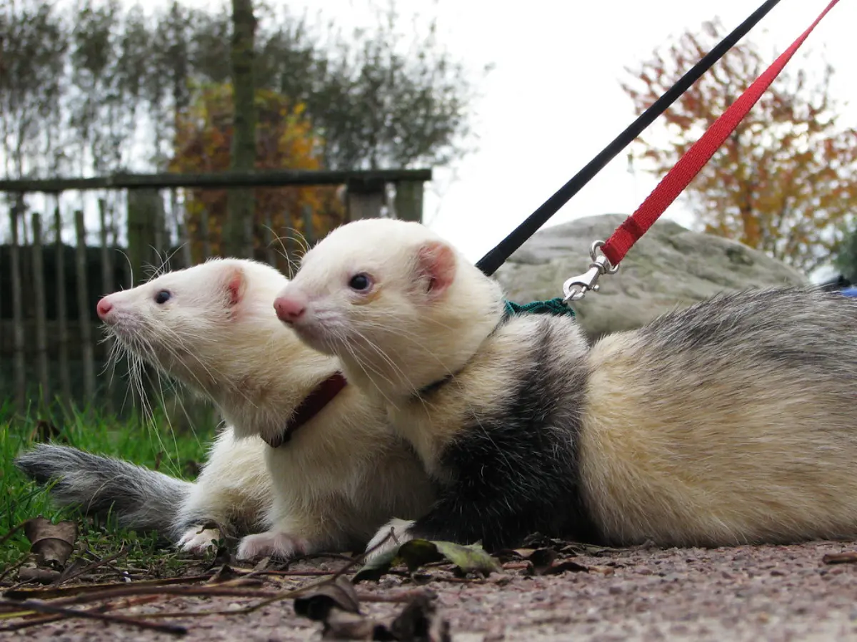 Play With Ferrets, Ferret For a Walk