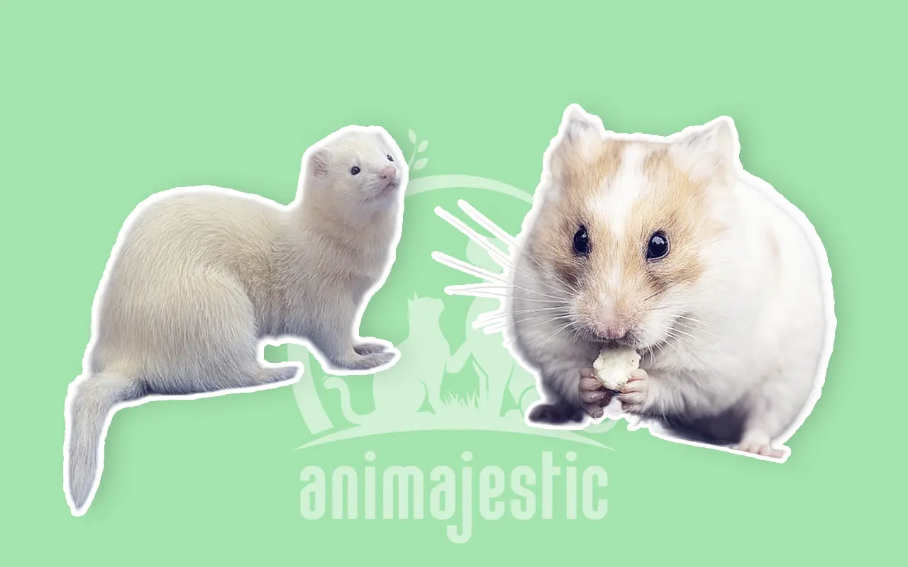 Can Ferrets Eat Hamster Food?