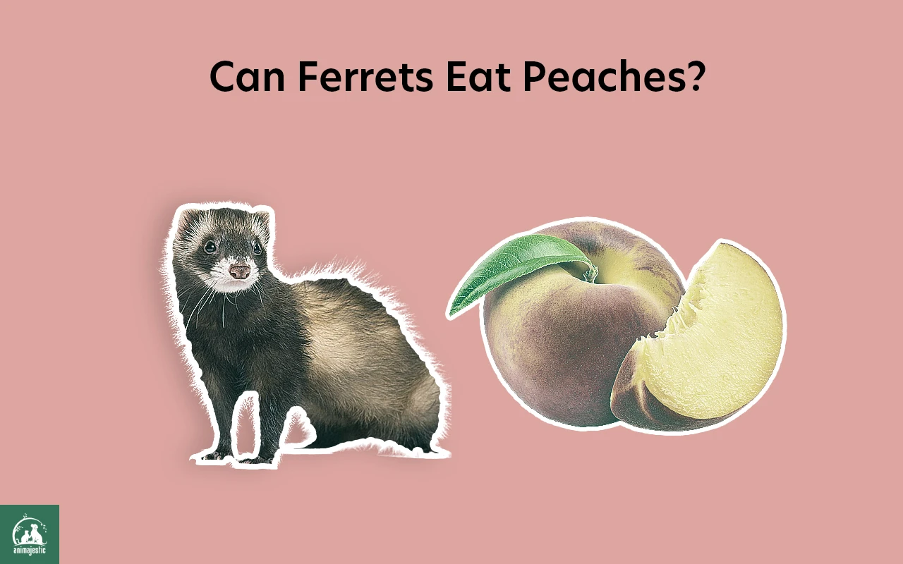 Can Ferrets Eat Peaches