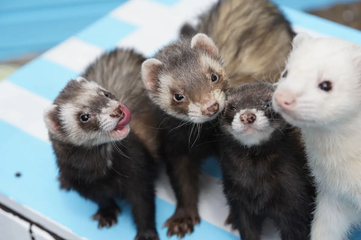 Ferrets Grooming, Ferrets Bathing and Care