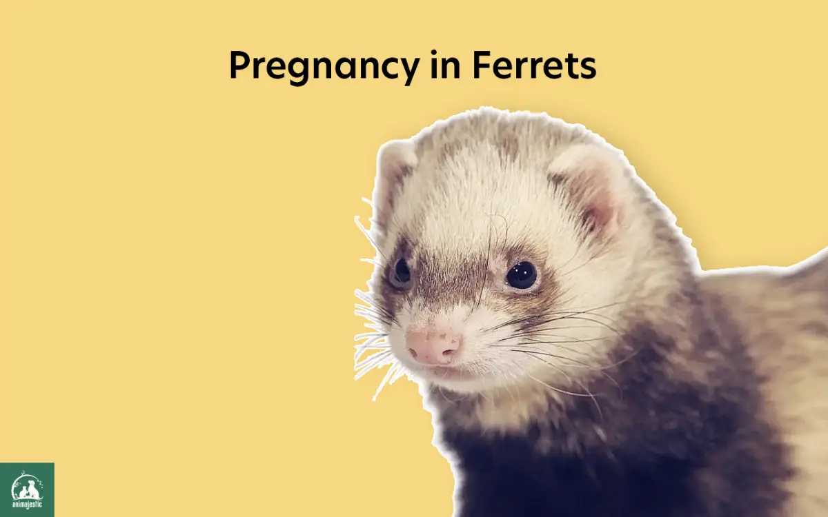 Pregnancy in Ferrets