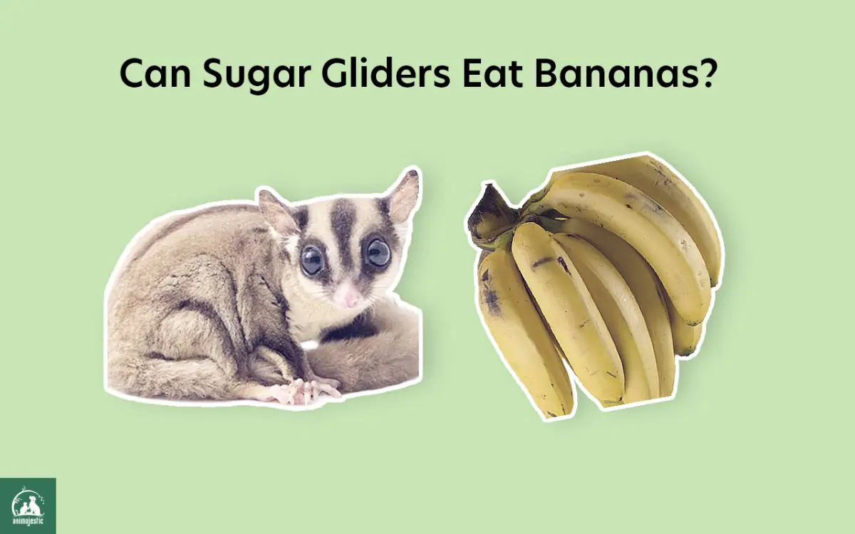 Sugar Gliders Eat Bananas