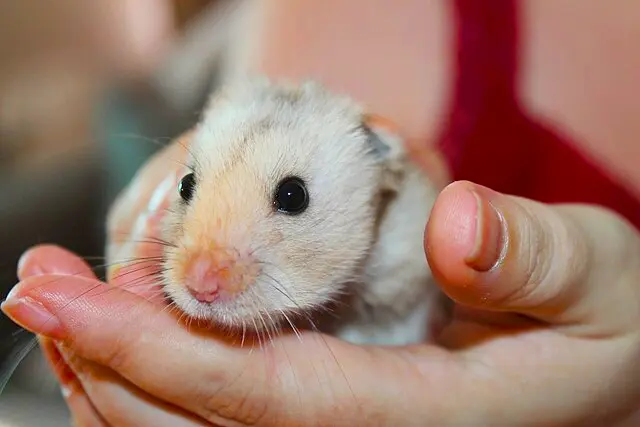 Golden_Syrian_Hamster