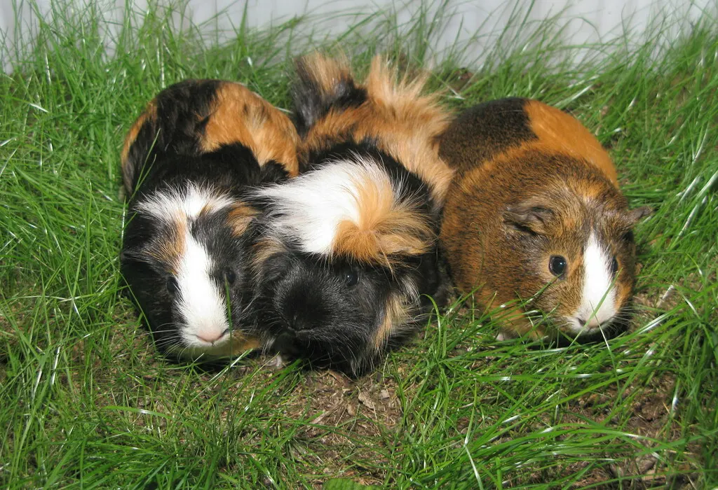 Separation Anxiety in Guinea Pigs
