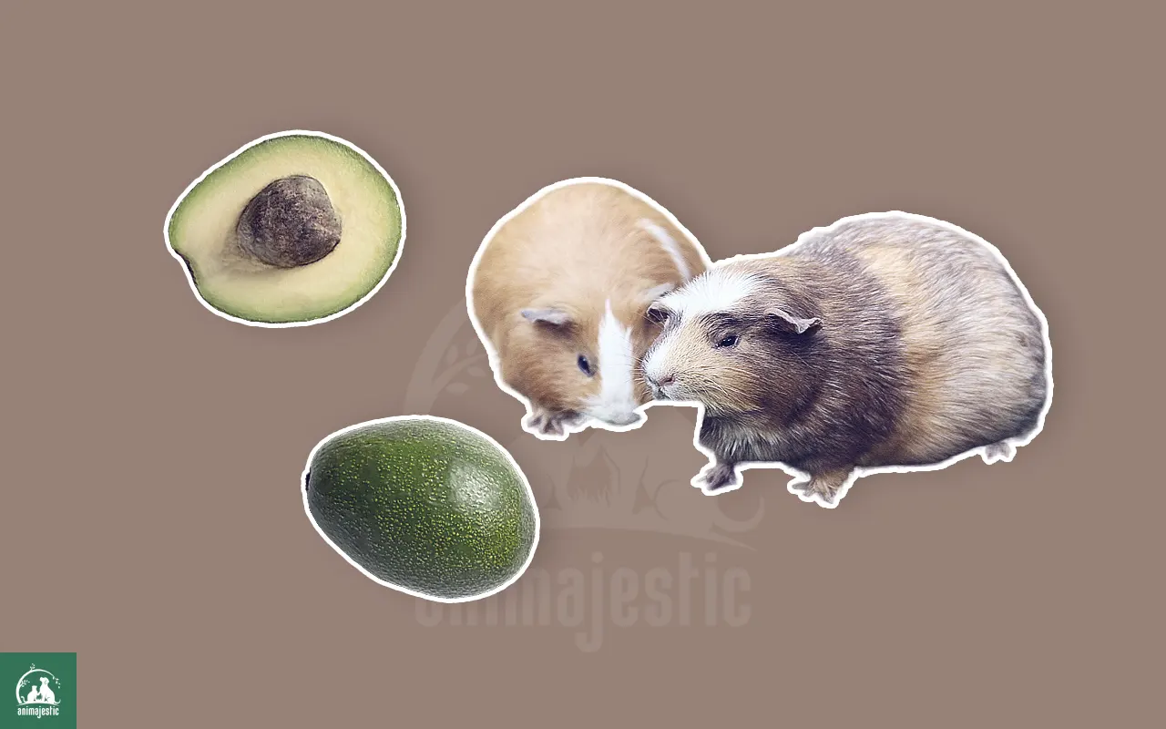 Can Guinea Pigs Eat Avocados