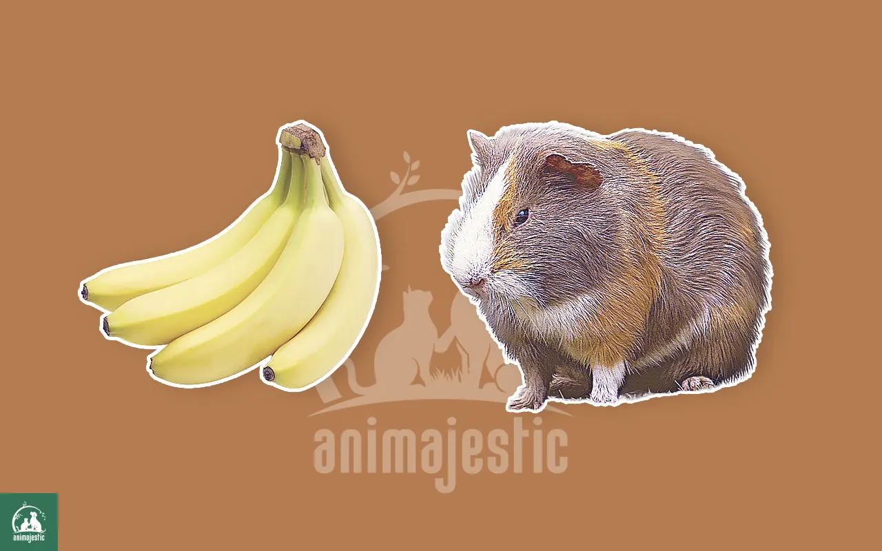 Guinea Pigs Eat Bananas