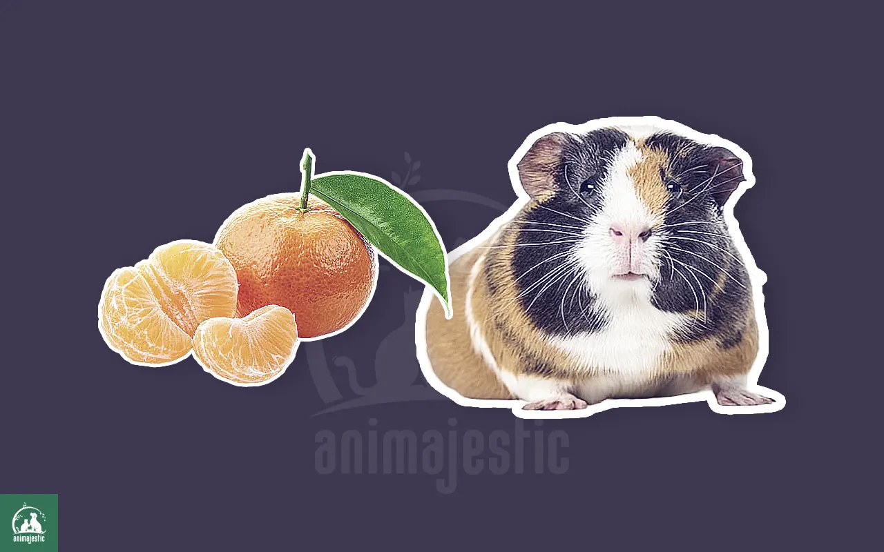 Guinea Pigs Eat Mandarins