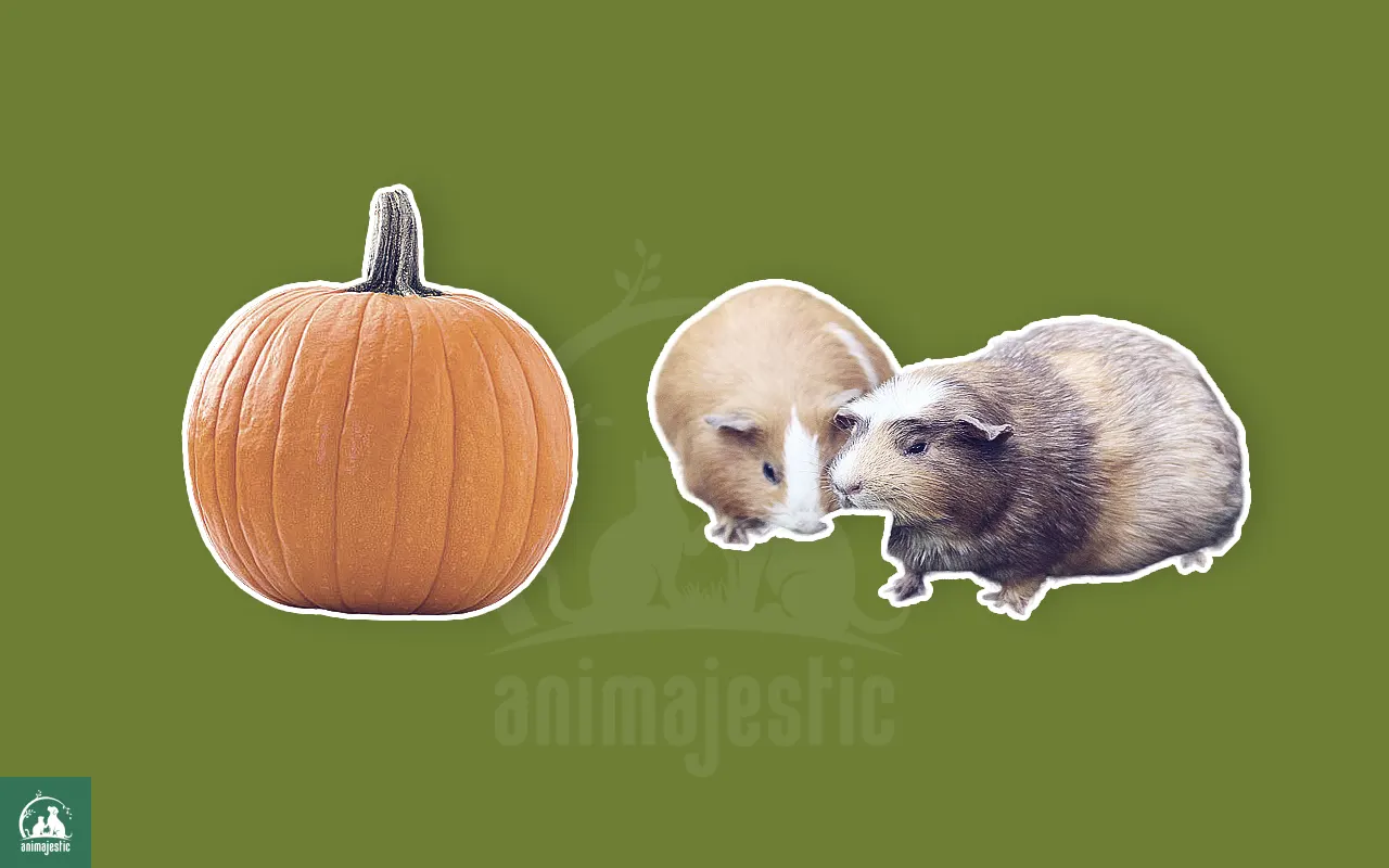 Guinea Pigs Eat Pumpkins