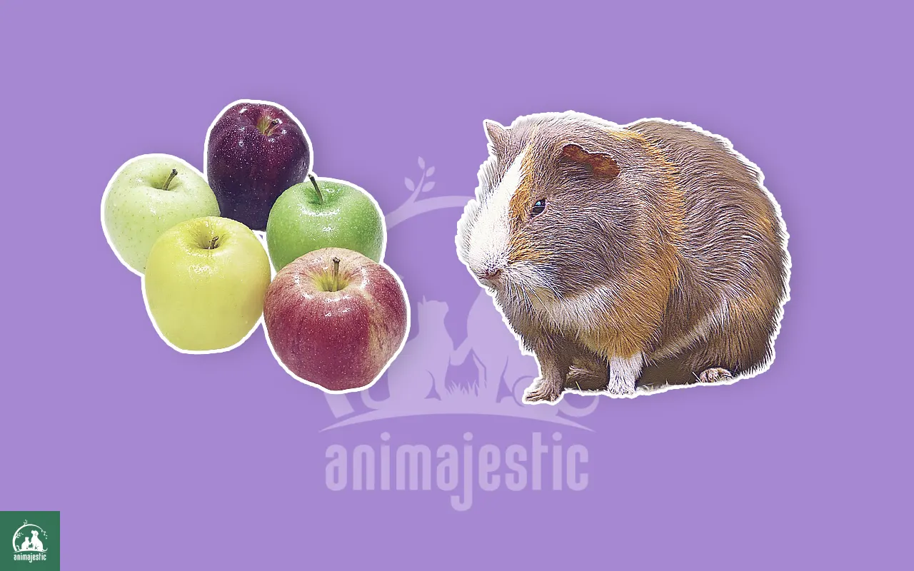 Guinea Pigs Eat Apples