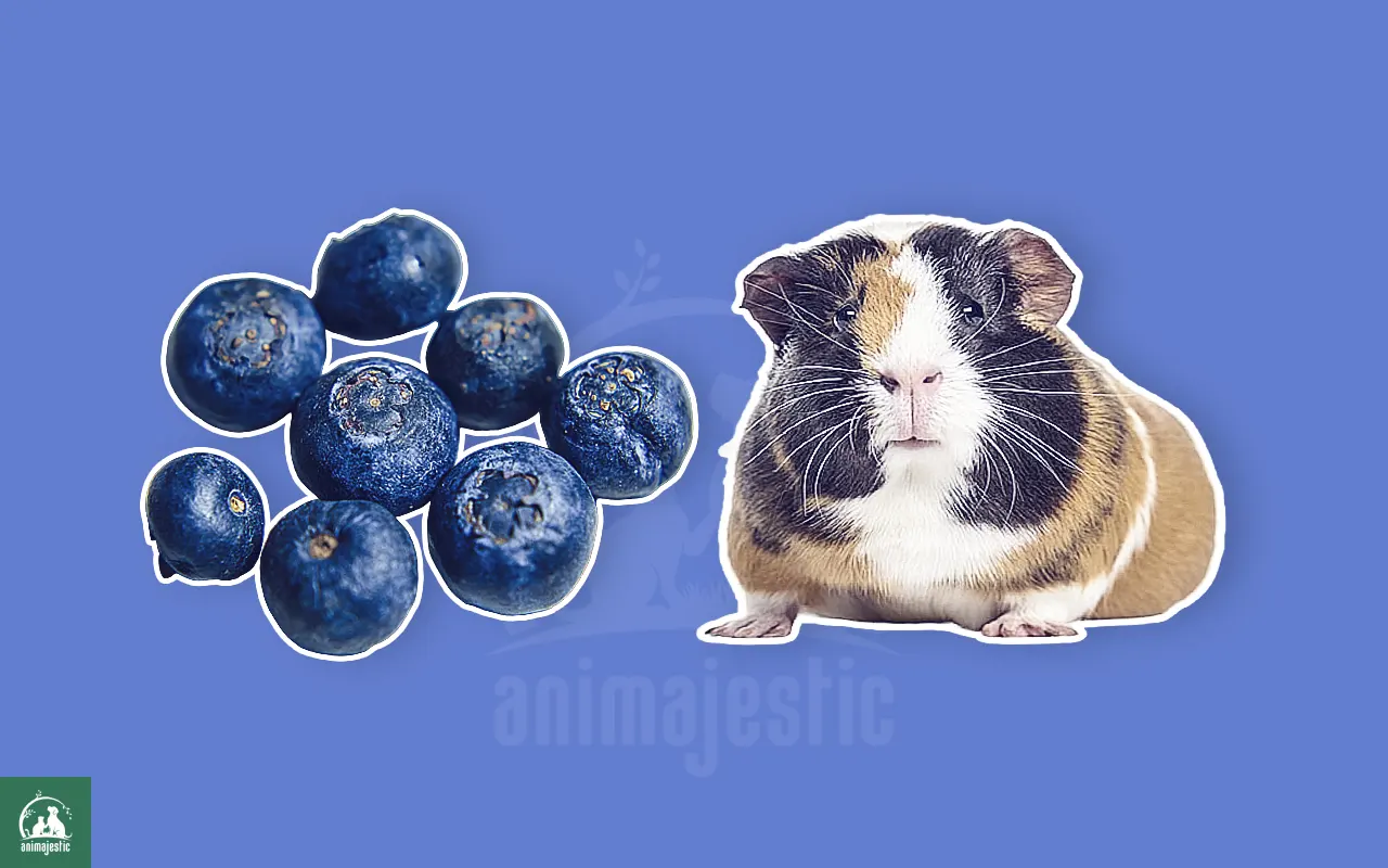 Guinea Pigs Eat Blueberries