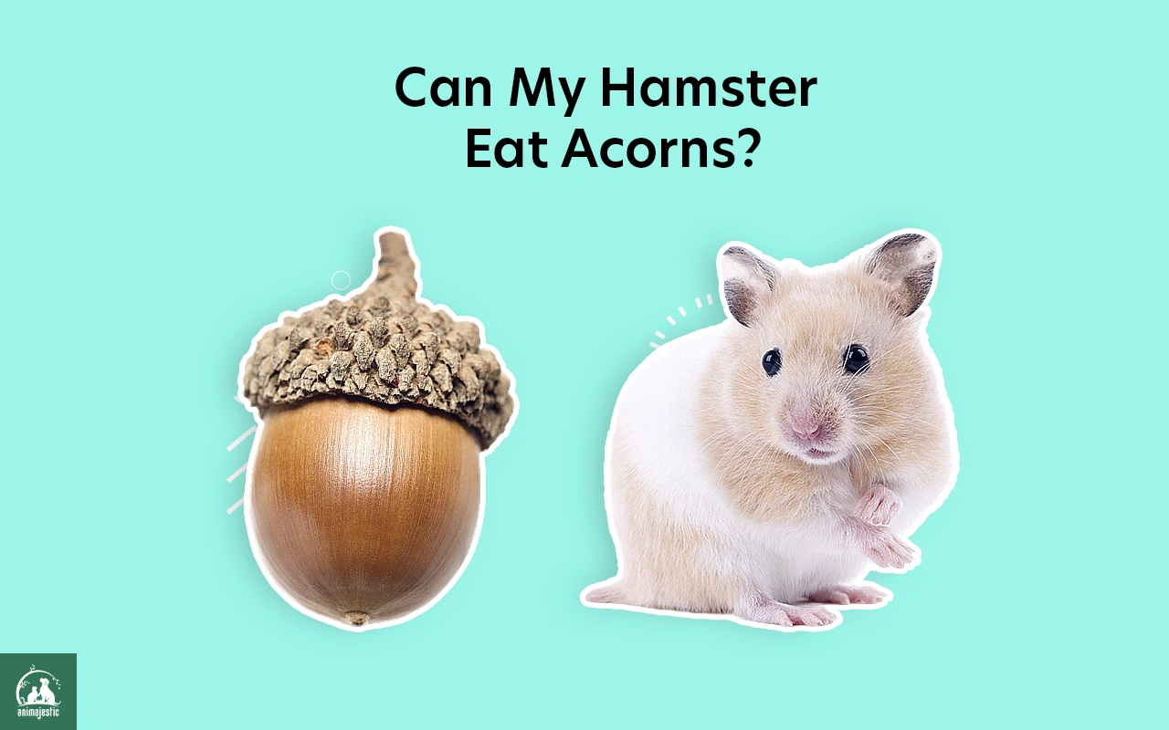 Can My Hamster Eat Acorns? [Answered]