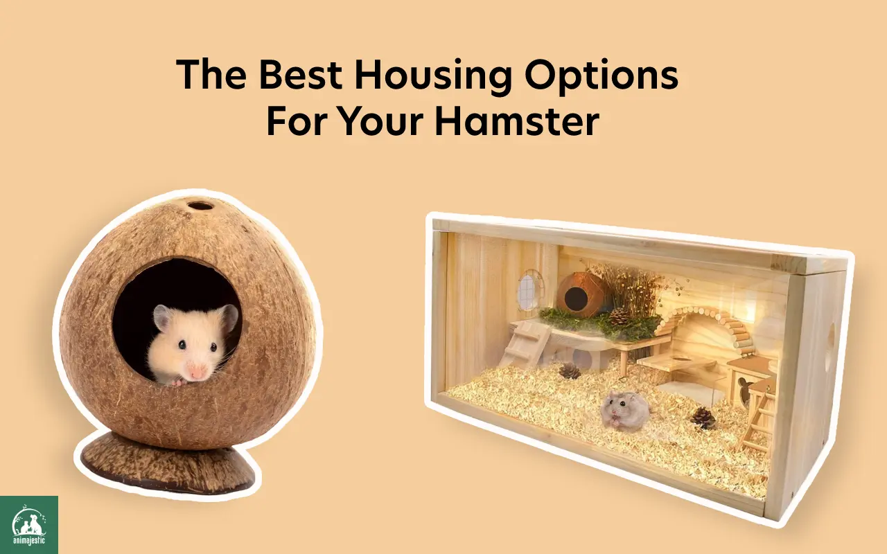 The Best Housing Options For Your Hamster [Reviewed]