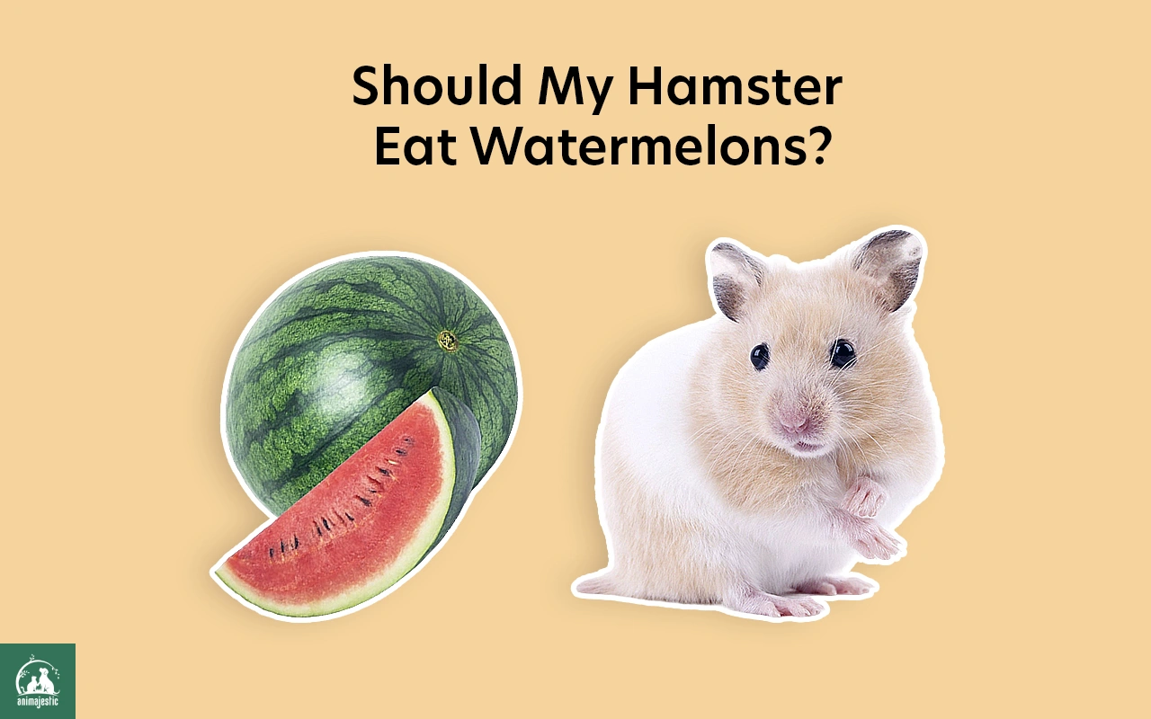 Should My Hamster Eat Watermelons?