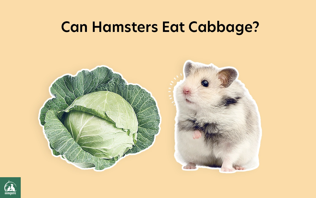 Can Hamsters Eat Cabbage?