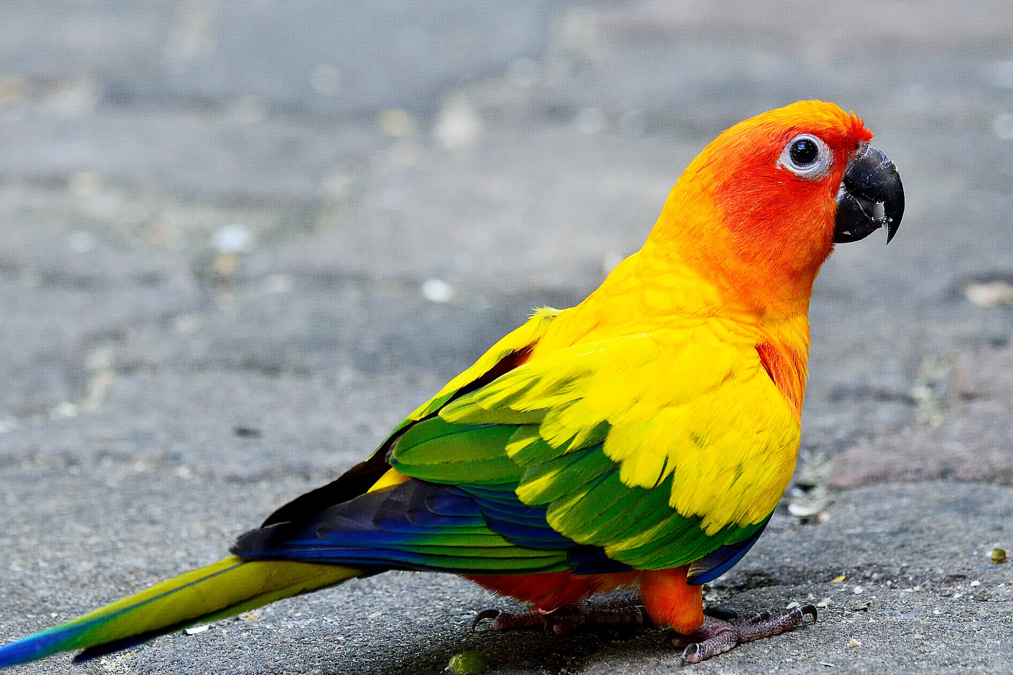 Harmful Foods Your Parakeet Must Never Eat