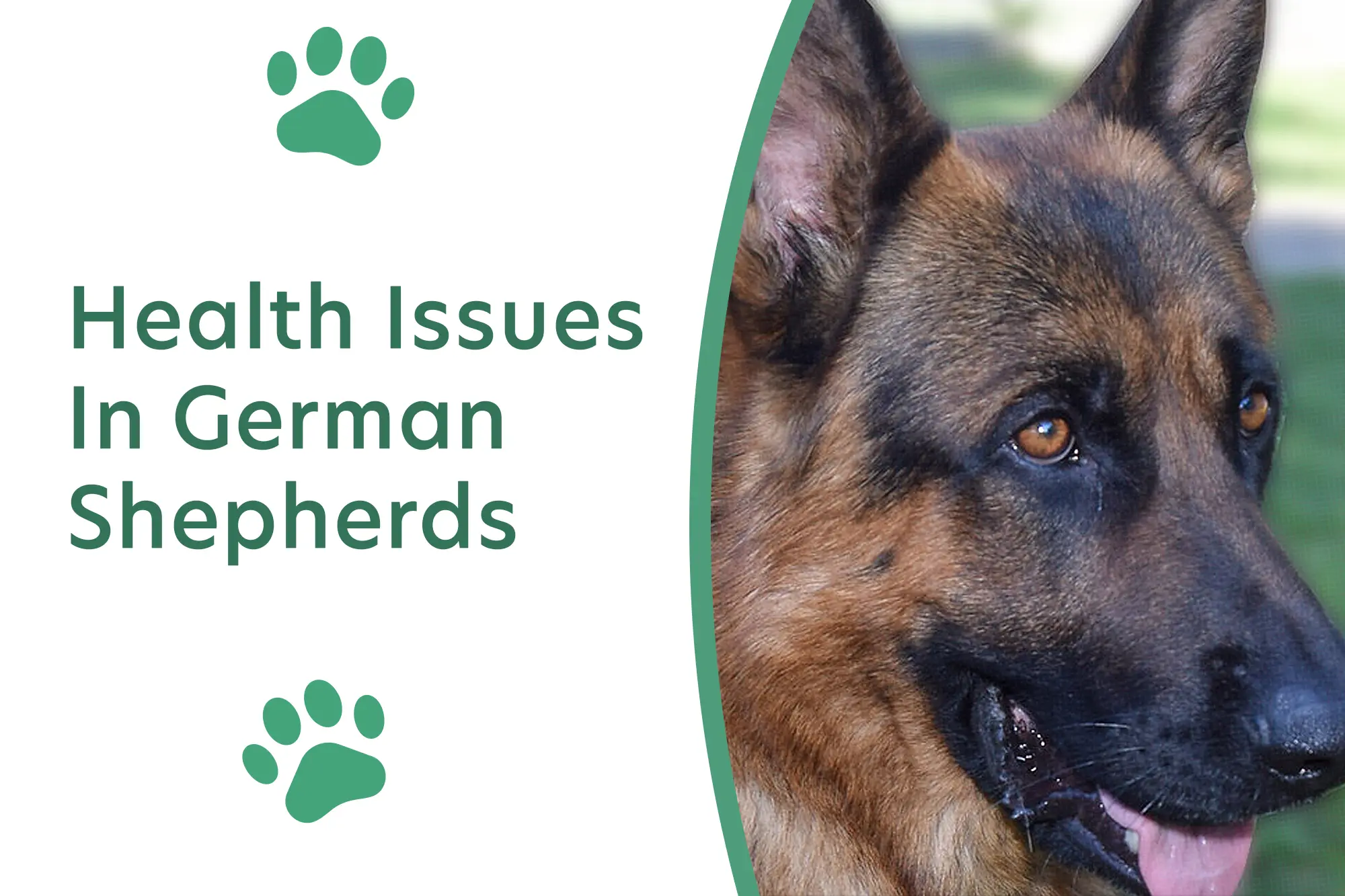 Common Health Issues In German Shepherds + What To Do