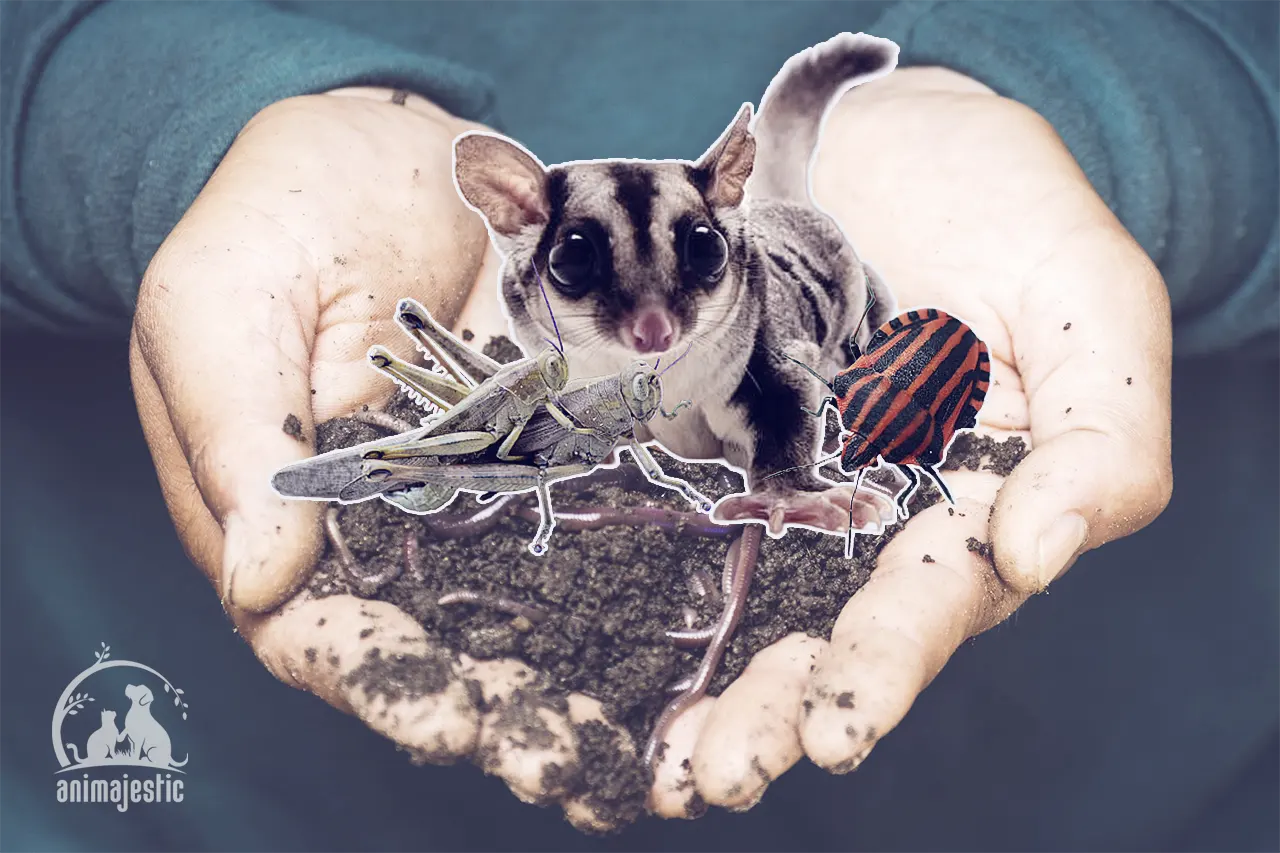 Insects Sugar Gliders Eat