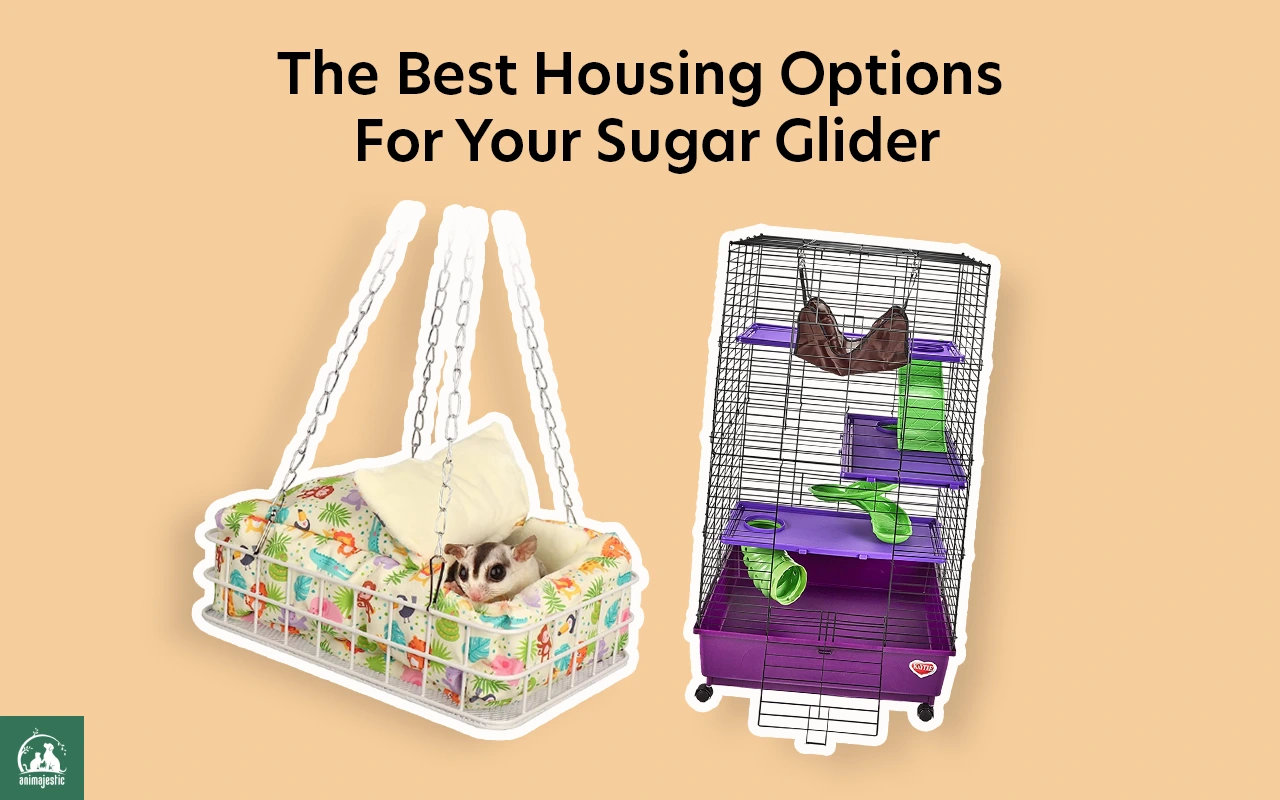 Housing Options Sugar Glider