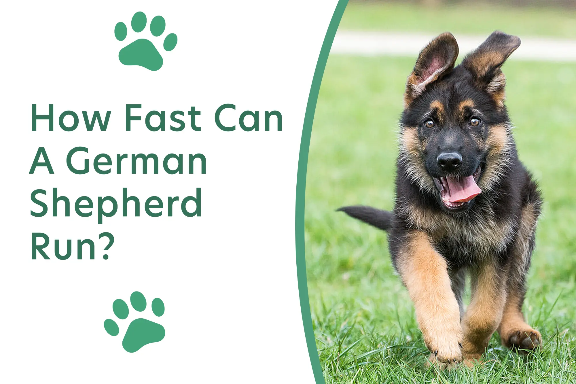 How Fast Can A German Shepherd Run?