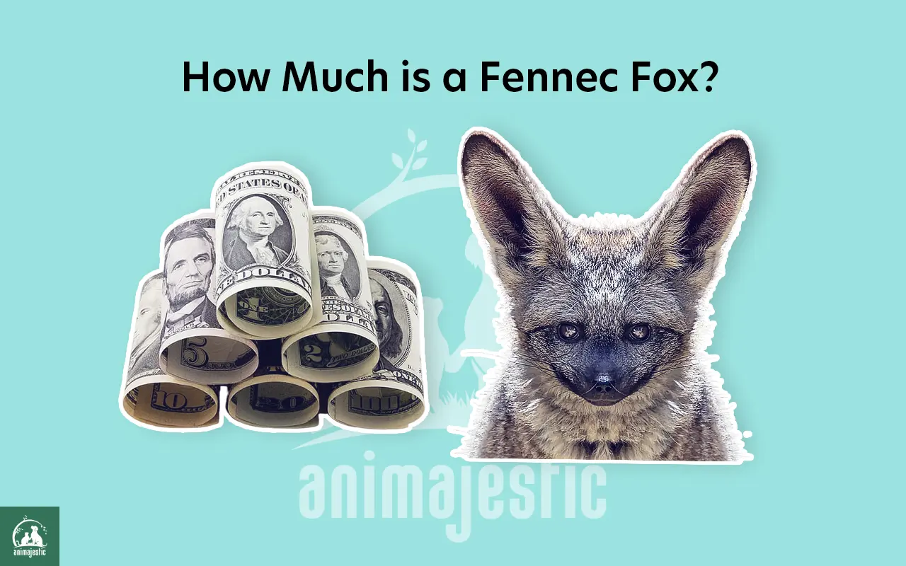 How Much is a Fennec Fox?