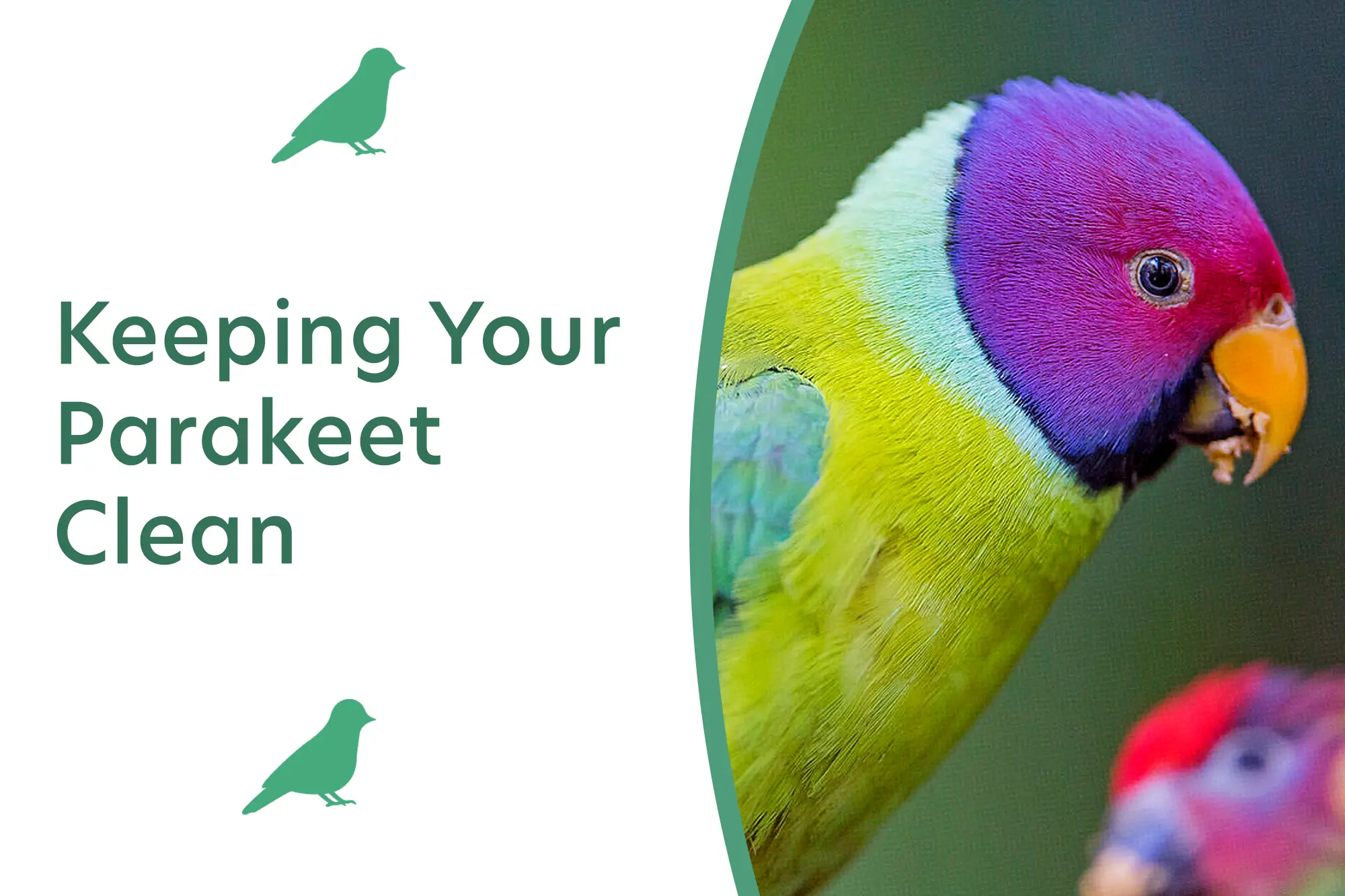 Keeping Your Parakeet Clean: Hygiene Care, Tips & Challenges
