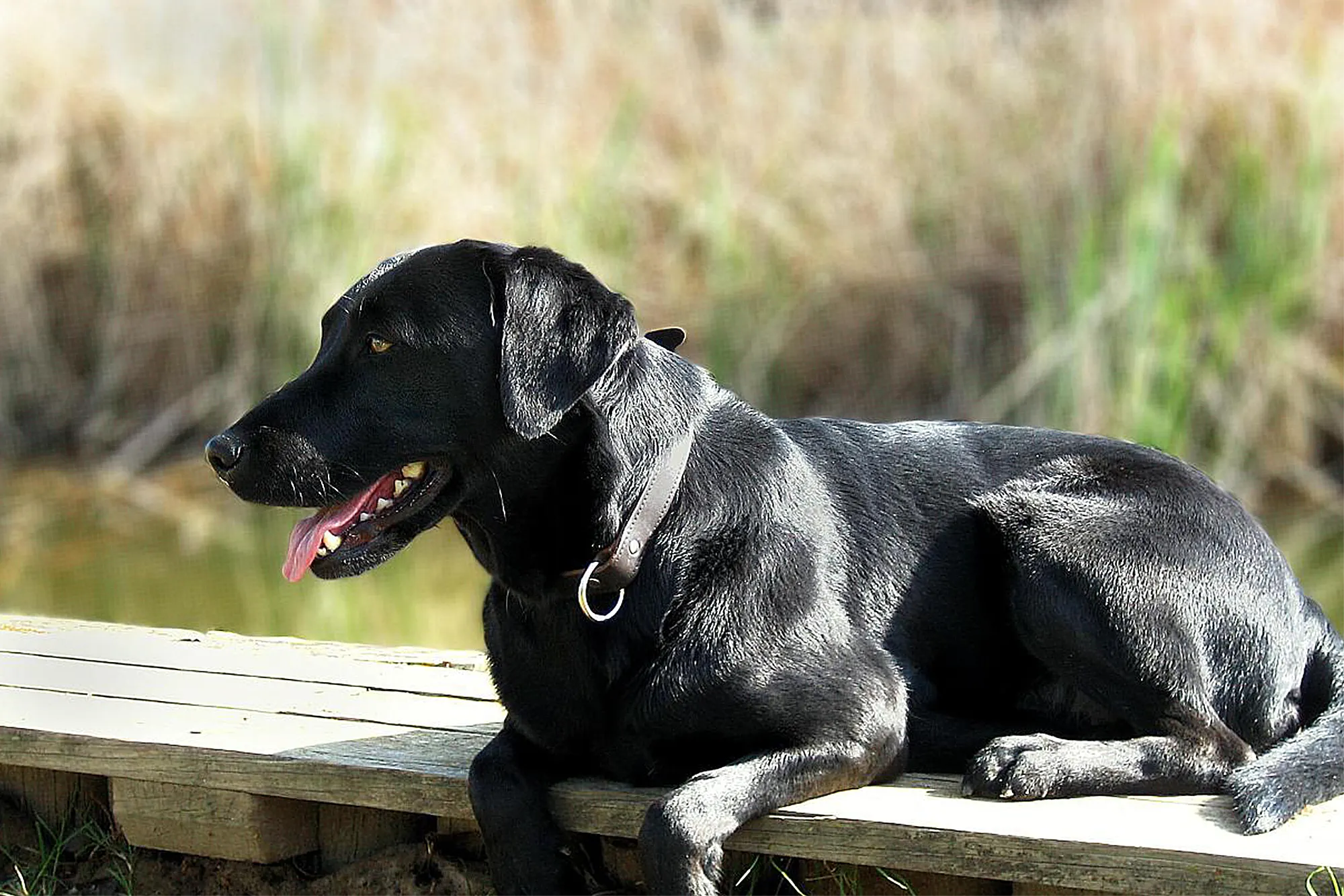 Labrador Retrievers As Pets