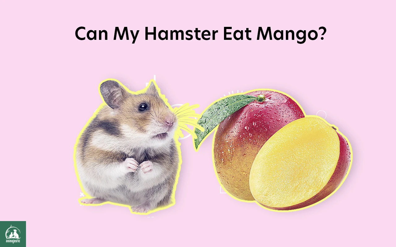 Can Hamsters Eat Mango