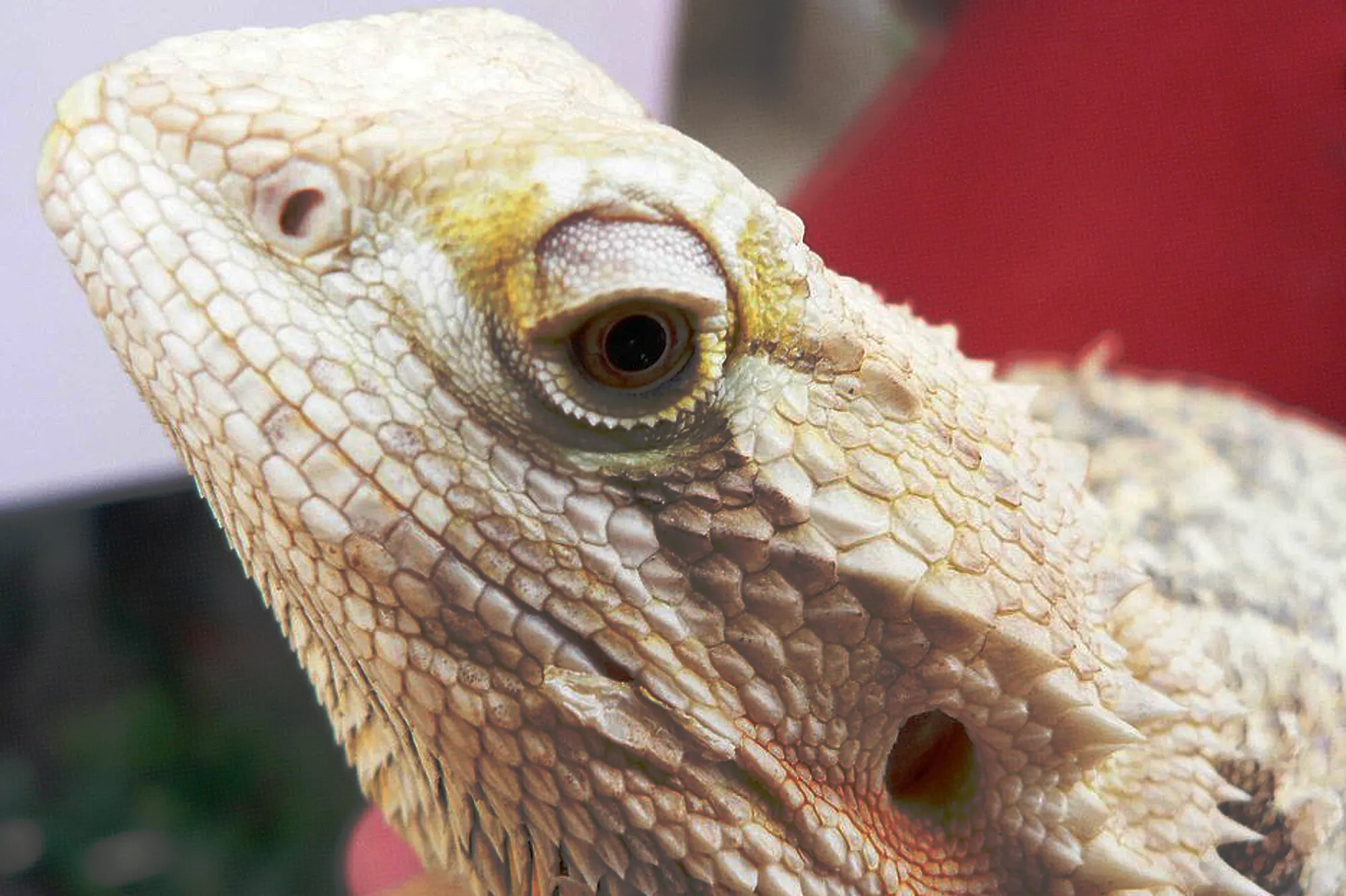 Metabolic Bone Disease In Bearded Dragons, Explained