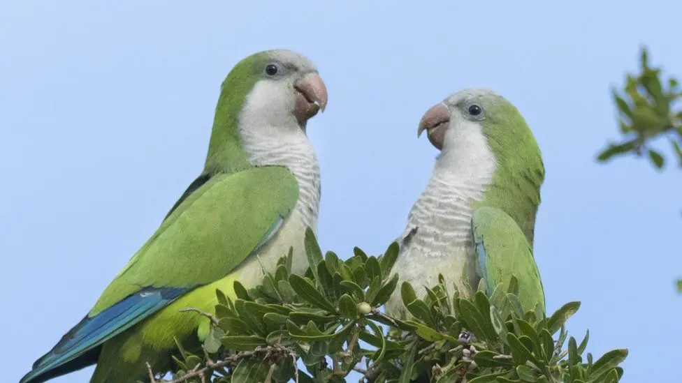 Monk Parakeets | How Long Do Parakeets Live