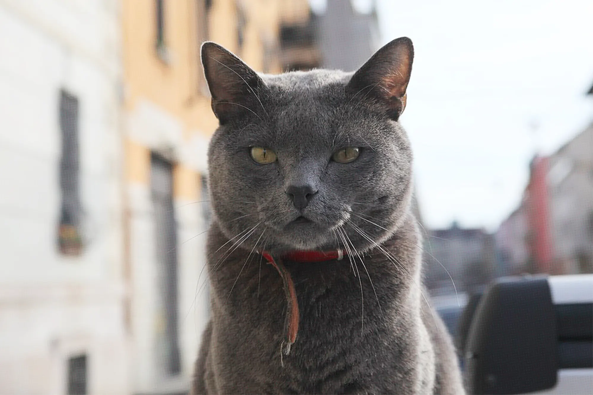 Can Cats Eat Mushrooms?