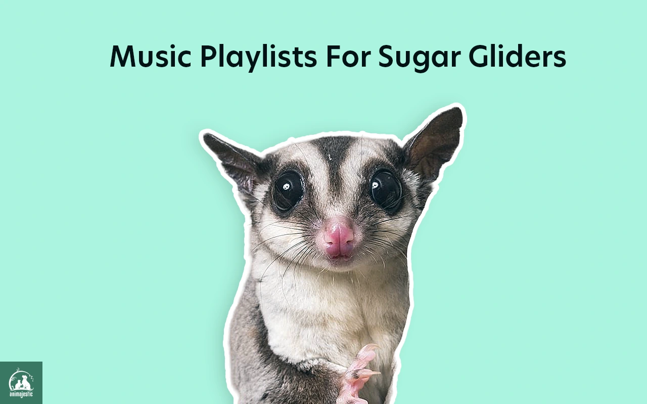 Music Playlists For Sugar Gliders