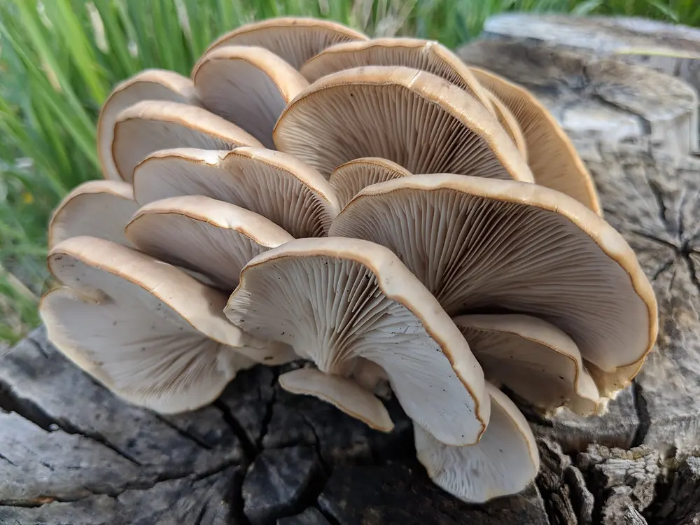 Oyster Mushrooms