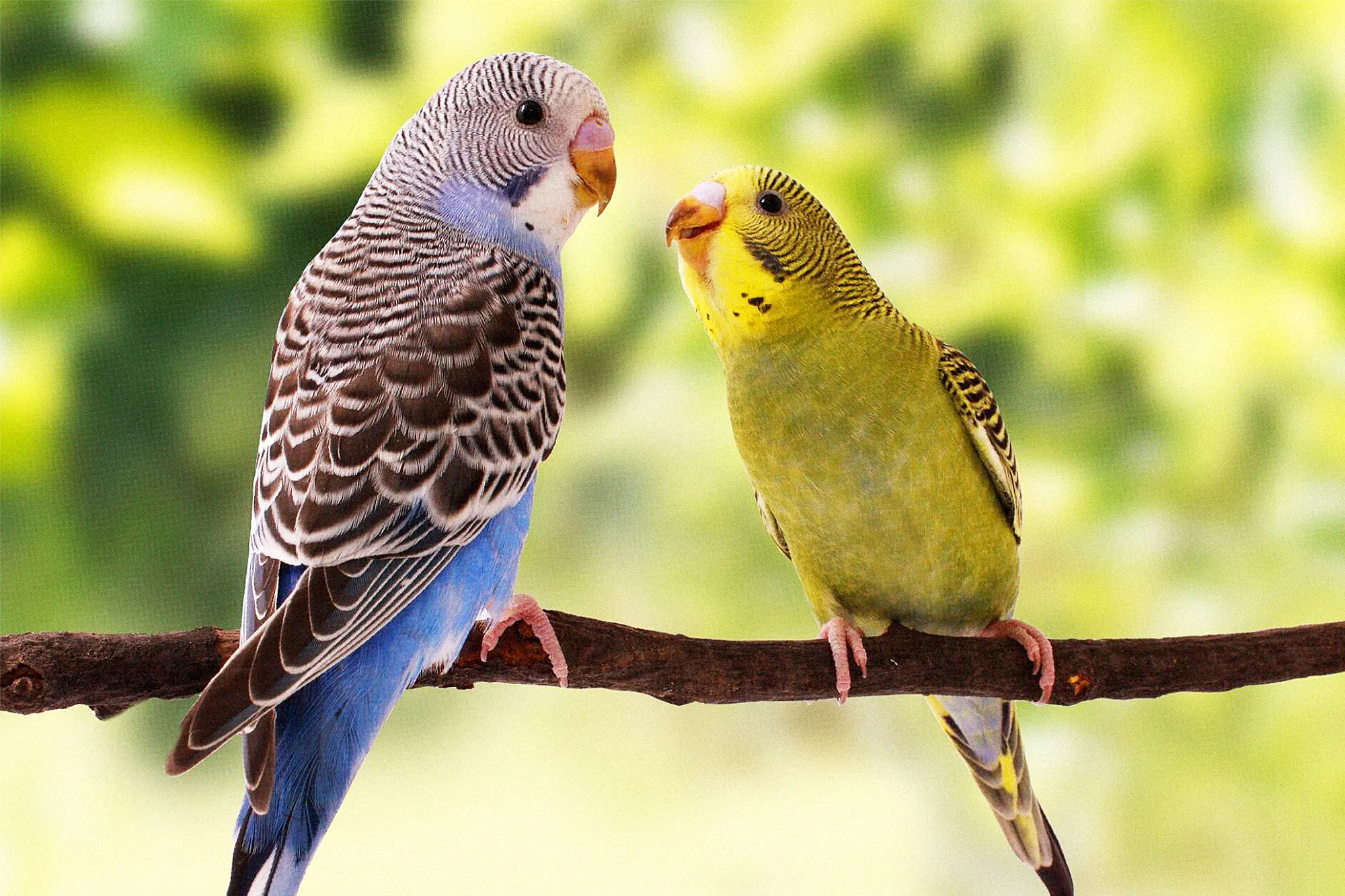 Parakeets As Pets: Characteristics, Care Tips, Nutrition, Behavior, etc