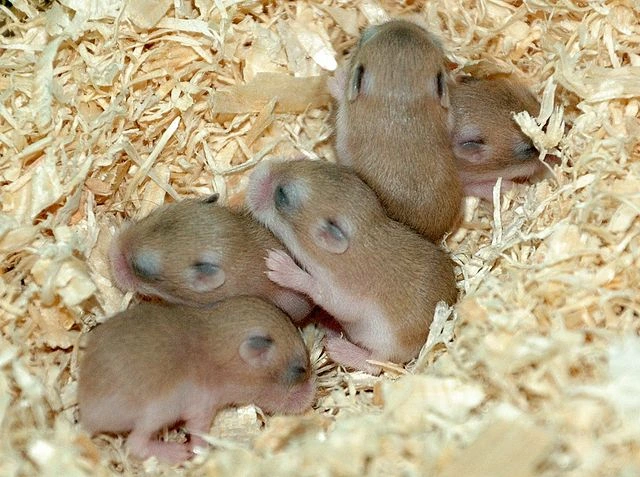 Everything You Need To Know About Roborovski Hamsters - Breeding