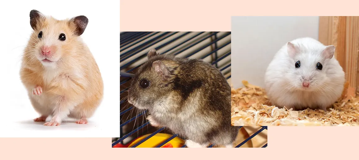 Planning To Adopt A Hamster? Here's All You Need To Know